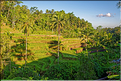 À Bali les rizières sont partout. Ici celles de Telgallalang près d'Ubud. (6)