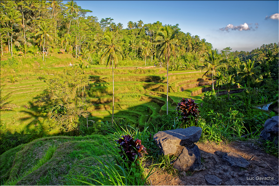 À Bali les rizières sont partout. Ici celles de Telgallalang près d'Ubud. (7)