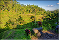 À Bali les rizières sont partout. Ici celles de Telgallalang près d'Ubud. (7)