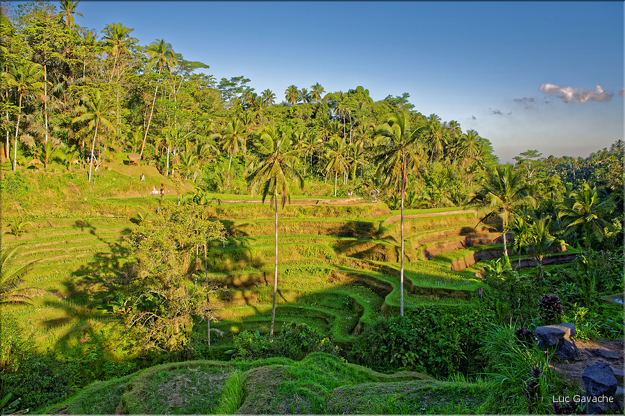 À Bali les rizières sont partout. Ici celles de Telgallalang près d'Ubud. (8)