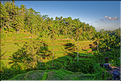 À Bali les rizières sont partout. Ici celles de Telgallalang près d'Ubud. (8)