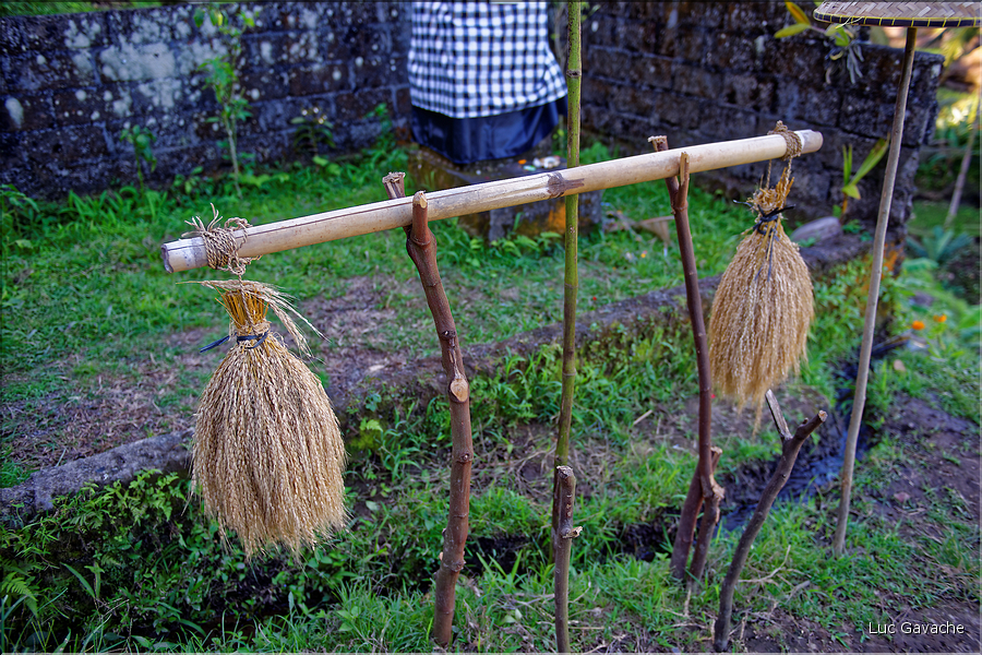 À Bali les rizières sont partout. Ici celles de Telgallalang près d'Ubud. (9)