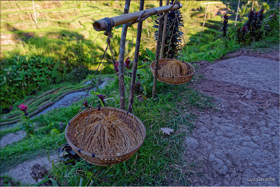 À Bali les rizières sont partout. Ici celles de Telgallalang près d'Ubud. (11)