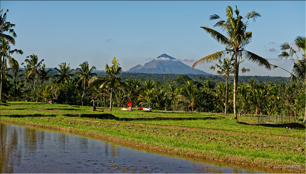 À Bali les rizières sont partout. Ici celles près d'Ubud avec en fond les volcans situés plus à l'est. (2)