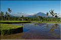À Bali les rizières sont partout. Ici celles près d'Ubud avec en fond les volcans situés plus à l'est. (3)