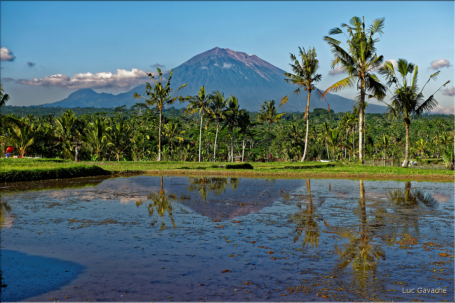 À Bali les rizières sont partout. Ici celles près d'Ubud avec en fond les volcans situés plus à l'est. (4)