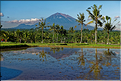 À Bali les rizières sont partout. Ici celles près d'Ubud avec en fond les volcans situés plus à l'est. (4)
