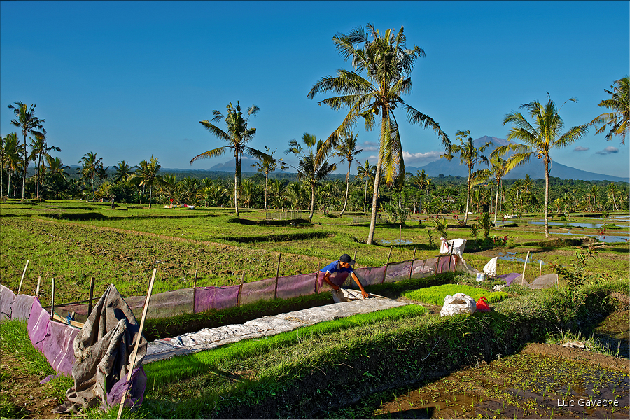 À Bali les rizières sont partout. Ici celles près d'Ubud avec en fond les volcans situés plus à l'est. (5)