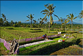 À Bali les rizières sont partout. Ici celles près d'Ubud avec en fond les volcans situés plus à l'est. (5)