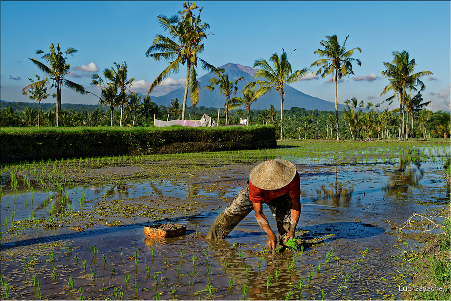 À Bali les rizières sont partout. En témoigne l'omniprésence des travailleurs dans les champs... (3)