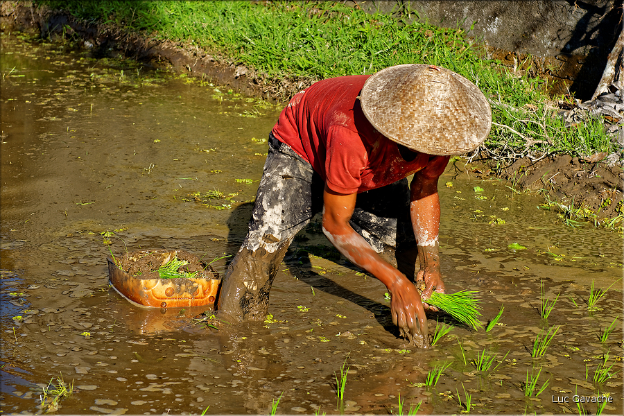 À Bali les rizières sont partout. En témoigne l'omniprésence des travailleurs dans les champs... (4)