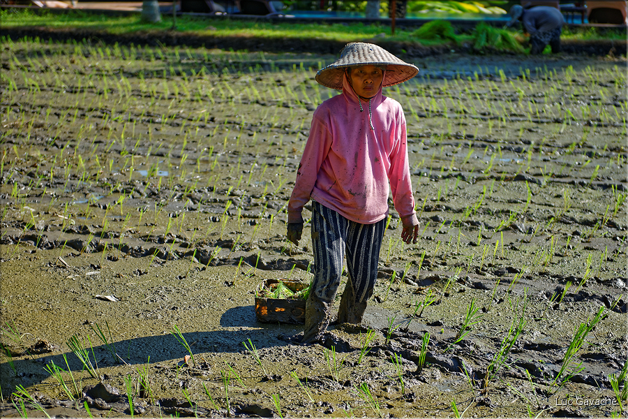 À Bali les rizières sont partout. En témoigne l'omniprésence des travailleurs dans les champs... (17)