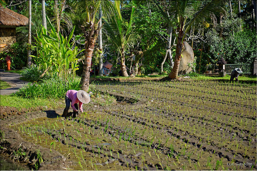 À Bali les rizières sont partout. En témoigne l'omniprésence des travailleurs dans les champs... (18)