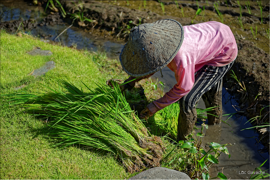 À Bali les rizières sont partout. En témoigne l'omniprésence des travailleurs dans les champs... (19)