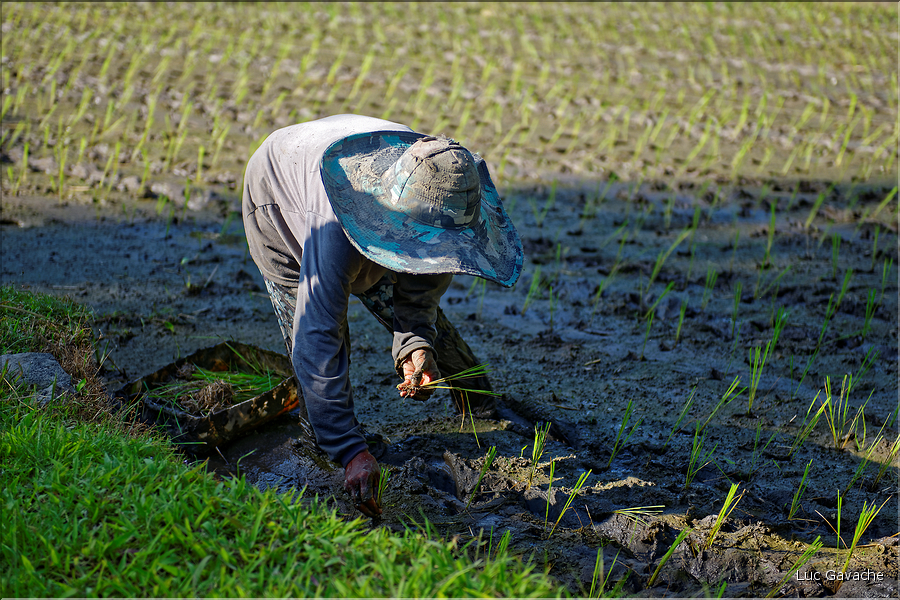 À Bali les rizières sont partout. En témoigne l'omniprésence des travailleurs dans les champs... (22)