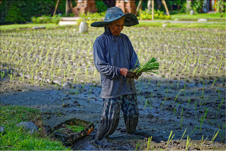 À Bali les rizières sont partout. En témoigne l'omniprésence des travailleurs dans les champs... (23)