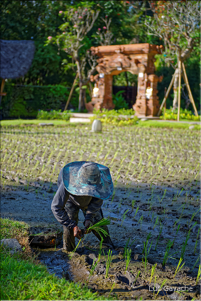 À Bali les rizières sont partout. En témoigne l'omniprésence des travailleurs dans les champs... (25)