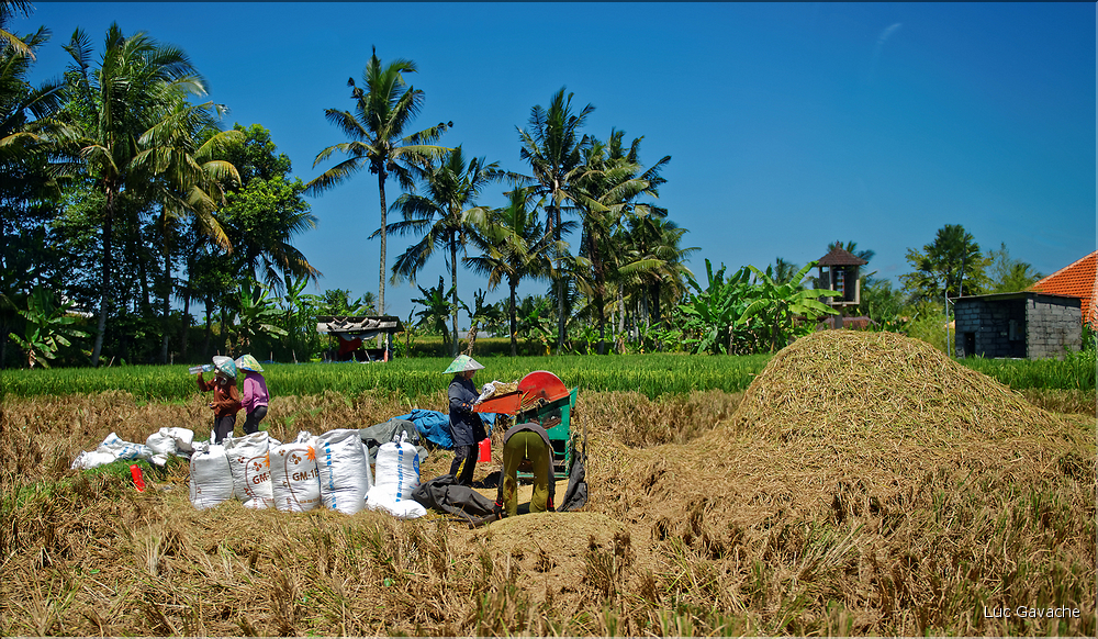 À Bali les rizières sont partout. En témoigne l'omniprésence des travailleurs dans les champs... (26)