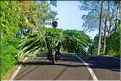 À Bali les rizières sont partout. En témoigne l'omniprésence des travailleurs dans les champs... (27)