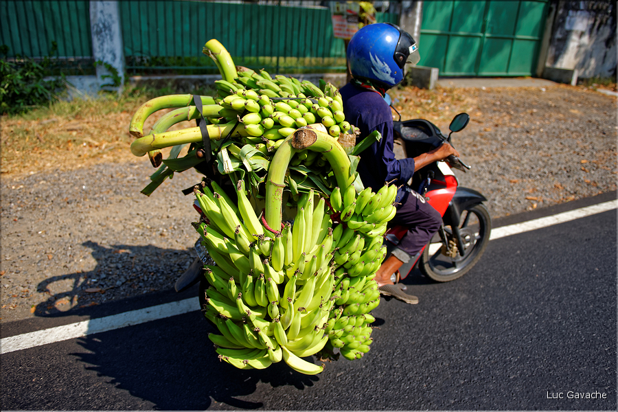 Dans les environs de Malang. (2)