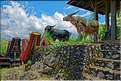 Le pays Toraja est une alternance de villages typiques et de cultures, principalement de riz. (30)