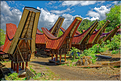 Le pays Toraja est une alternance de villages typiques et de cultures, principalement de riz. (31)
