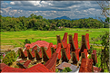 Le pays Toraja est une alternance de villages typiques et de cultures, principalement de riz. (33)