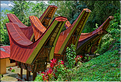 Le pays Toraja est une alternance de villages typiques et de cultures, principalement de riz. (34)