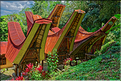 Le pays Toraja est une alternance de villages typiques et de cultures, principalement de riz. (35)
