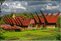 Le pays Toraja est une alternance de villages typiques et de cultures, principalement de riz. (37)