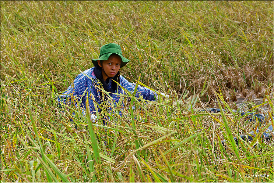 La vie dans la campagne Toraja. (4)