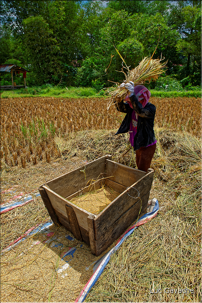 La vie dans la campagne Toraja. (5)