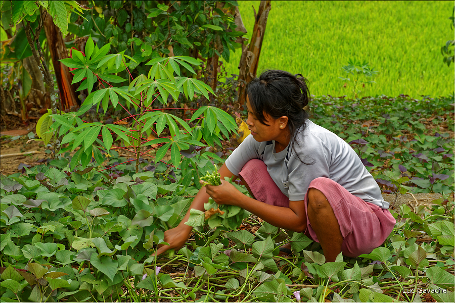 La vie dans la campagne Toraja. (8)