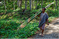 Comme dans toute l'Asie, les forêts de bambou sont très présentes, le pays Toraja ne faisant pas exception. (2)
