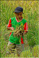 Dans la région de Lempo et de Batutumonga la culture du riz est omniprésente. (2)