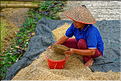 Dans la région de Lempo et de Batutumonga la culture du riz est omniprésente. (7)