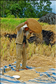 Dans la région de Lempo et de Batutumonga la culture du riz est omniprésente. (8)