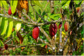 On trouve également des cultures de cacao.