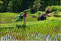La vie dans la campagne Toraja dans la région de Batutumonga. (20)