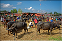 Le marché de Bolu est surtout célèbre pour son marché aux bestiaux. (2)