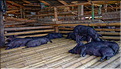 Le marché de Bolu est surtout célèbre pour son marché aux bestiaux. (7)