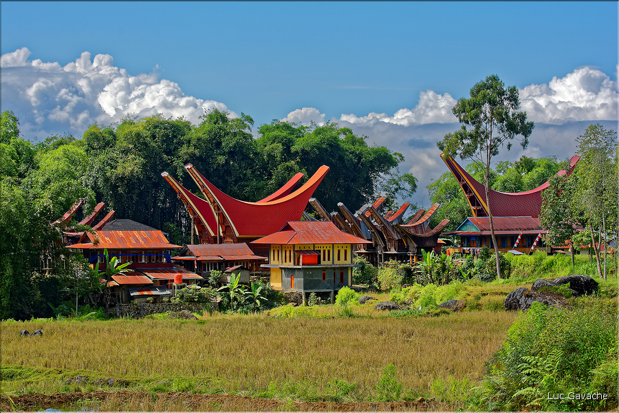 La cérémonie funéraire Toraja est de la première importance pour eux, elle se déroule ici dans un village typique de montagne. (1)