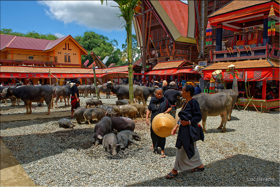 Arrivée dans le quartier oú se déroule la cérémonie funéraire Toraja. (2)