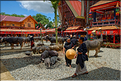Arrivée dans le quartier oú se déroule la cérémonie funéraire Toraja. (2)