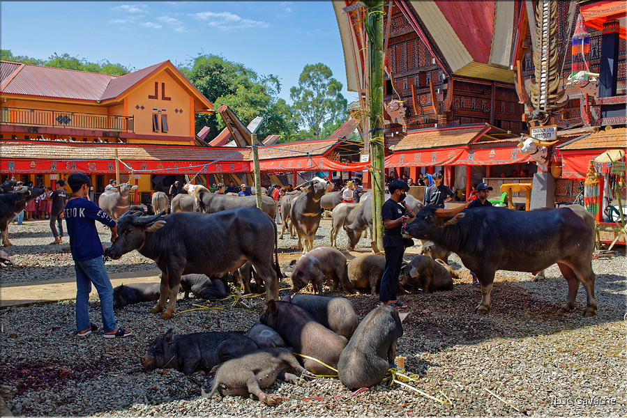 Lors la cérémonie funéraire, de nombreux buffles et cochons seront sacrifiés pour aider lâme du défunt à monter au royaume des âmes. (16)