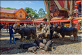 Lors la cérémonie funéraire, de nombreux buffles et cochons seront sacrifiés pour aider lâme du défunt à monter au royaume des âmes. (16)