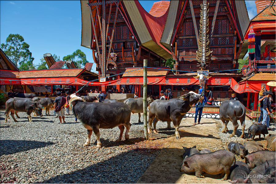 Lors la cérémonie funéraire, de nombreux buffles et cochons seront sacrifiés pour aider lâme du défunt à monter au royaume des âmes. (17)