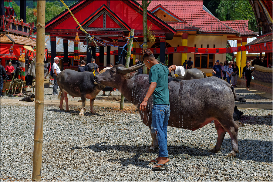 Lors la cérémonie funéraire, de nombreux buffles et cochons seront sacrifiés pour aider lâme du défunt à monter au royaume des âmes. (19)