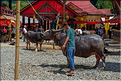 Lors la cérémonie funéraire, de nombreux buffles et cochons seront sacrifiés pour aider lâme du défunt à monter au royaume des âmes. (19)