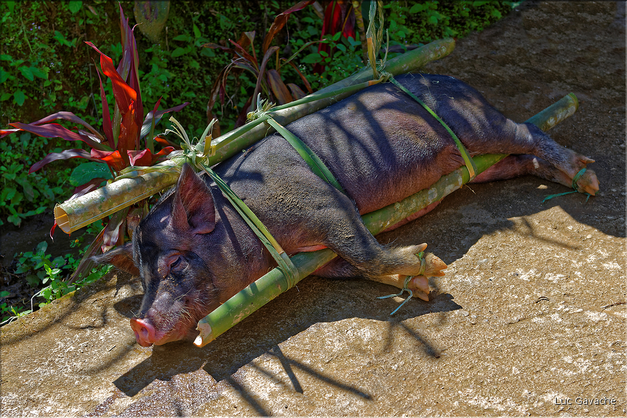 Lors la cérémonie funéraire, de nombreux buffles et cochons seront sacrifiés pour aider lâme du défunt à monter au royaume des âmes. (20)